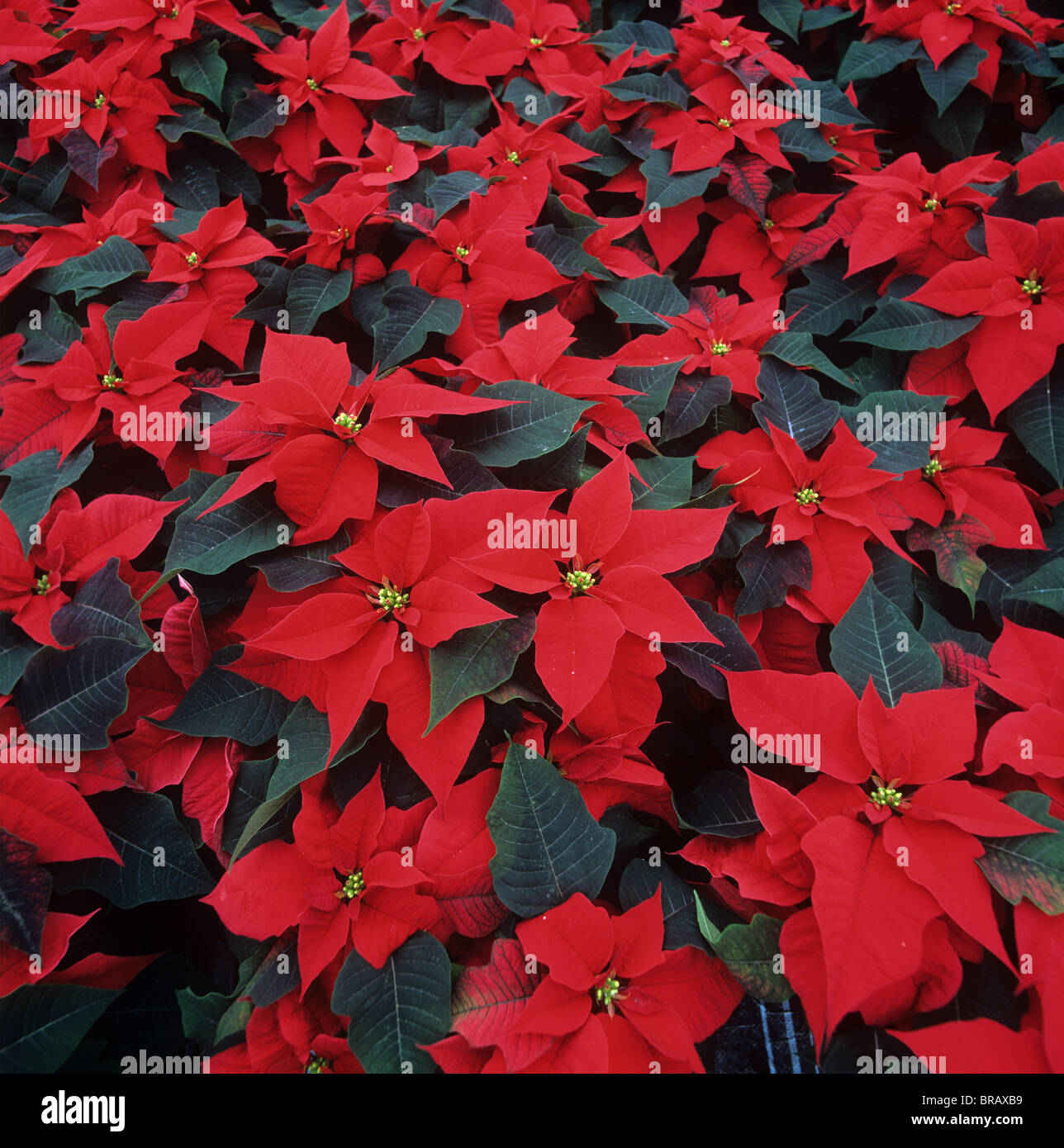 Poinsettia 'Spotlight' rojo planta con brácteas de color rojo listo para envío de Navidad Foto de stock