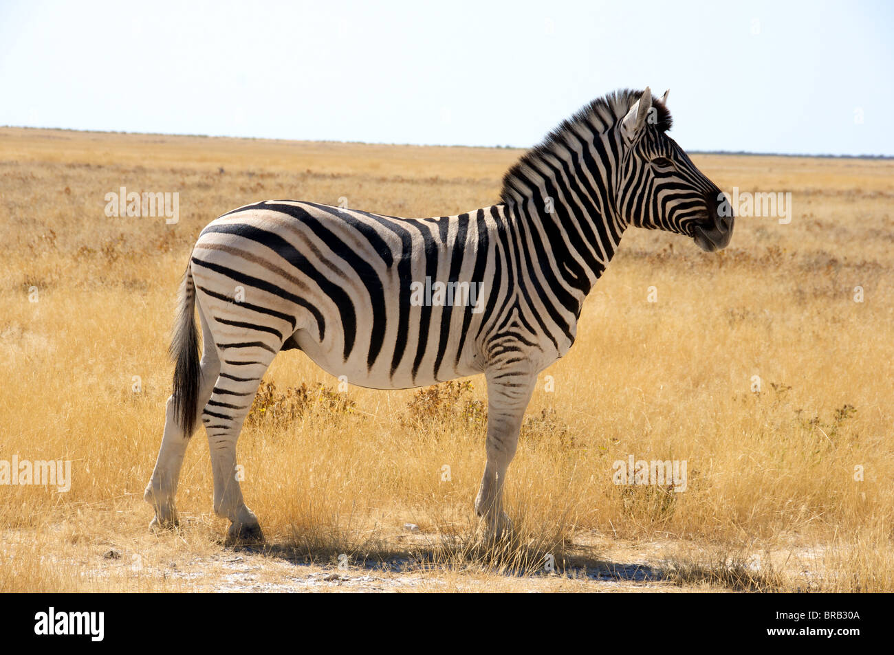 Equus burchelli zebra común stallion, también conocido como Burchell zebra o planicies zebra. Foto de stock