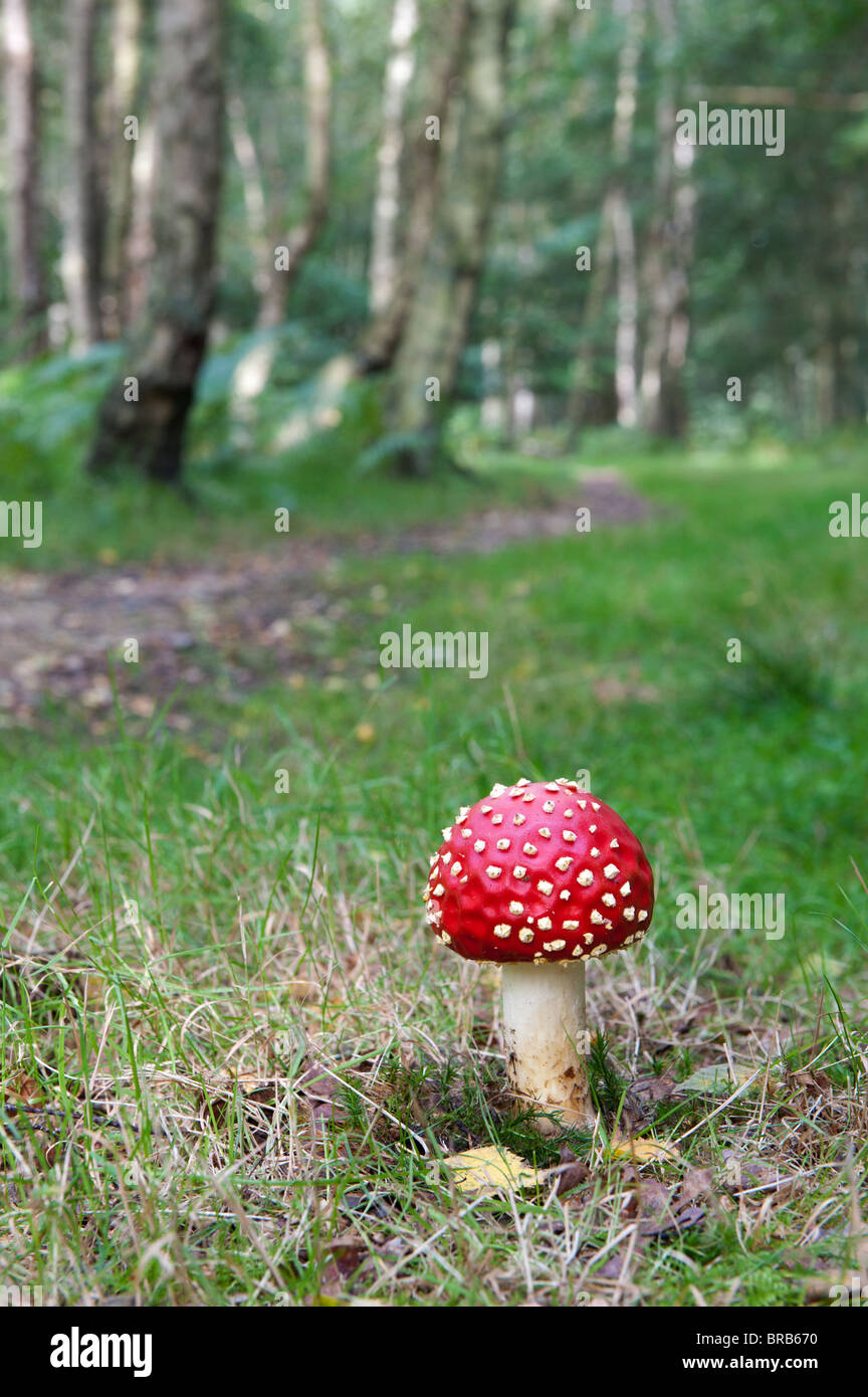Amanita muscaria, la del "reig bord" las setas en un bosque inglés. Foto de stock