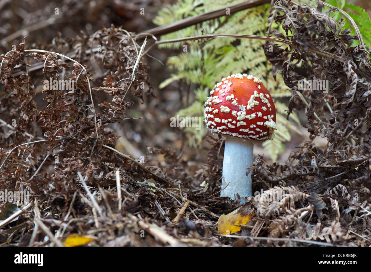 Amanita muscaria, la del "reig bord" el cultivo de setas en un bosque
