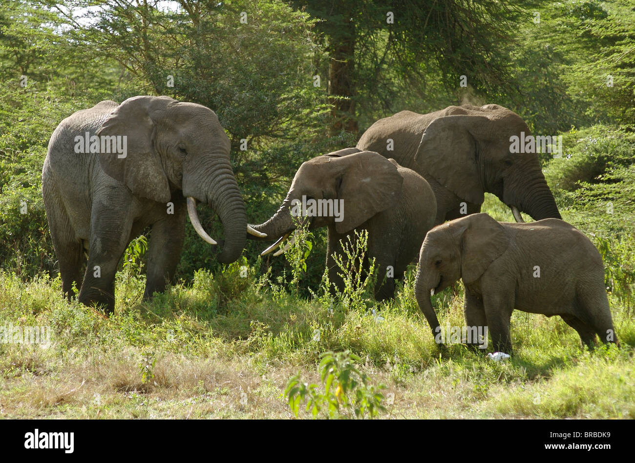 Una manada de elefantes pastando Foto de stock