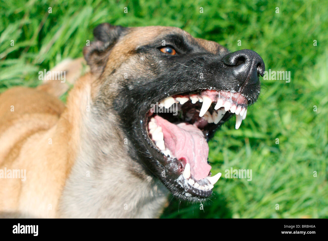 Perro Pastor Belga con la boca abierta Foto de stock
