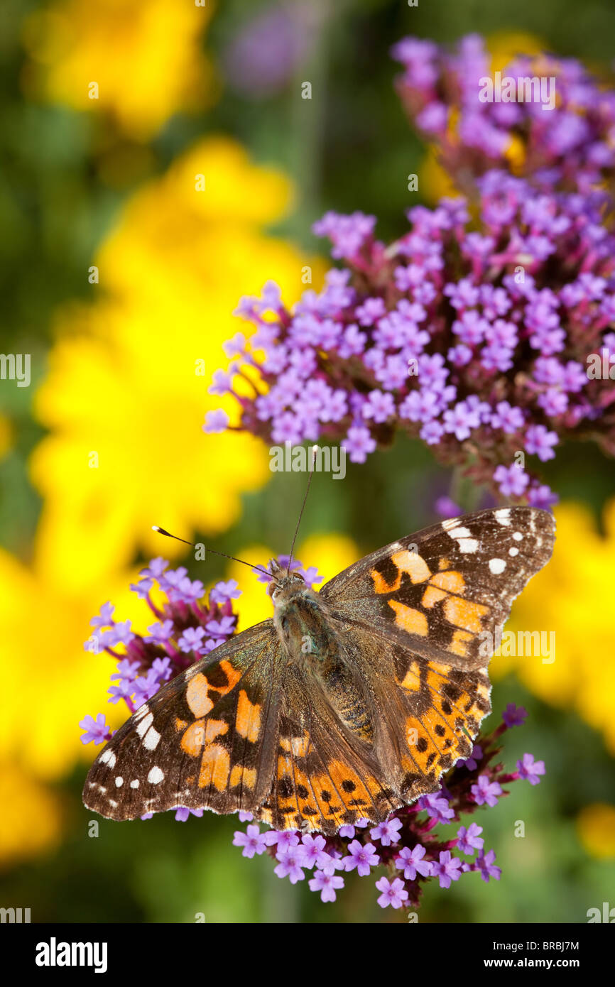 Painted Lady butterfly, Vanessa cardui, descanso y alimentación de néctar rico Verbena bonariensis, en un jardín de vida silvestre en Lincoln, Lincolnshire Foto de stock