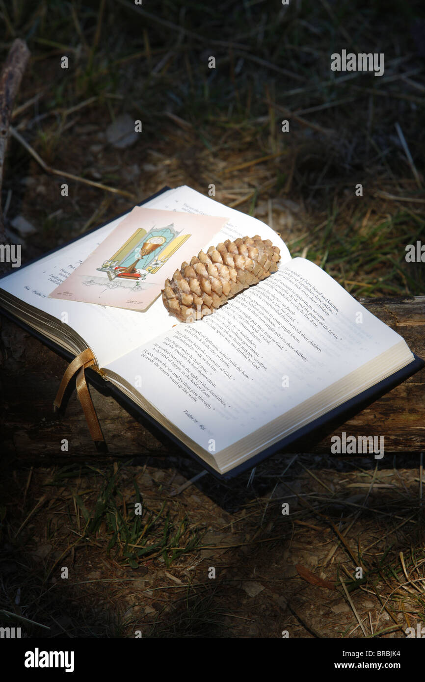 Biblia con cono de pino, Haute Savoie, Francia Foto de stock