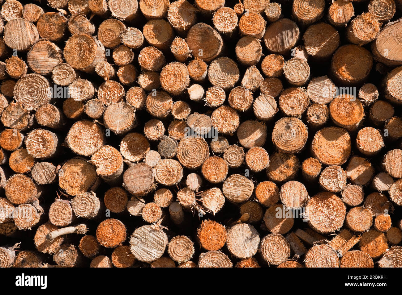 Almacenar combustible en invierno con extremos cortados de un montón de troncos Foto de stock