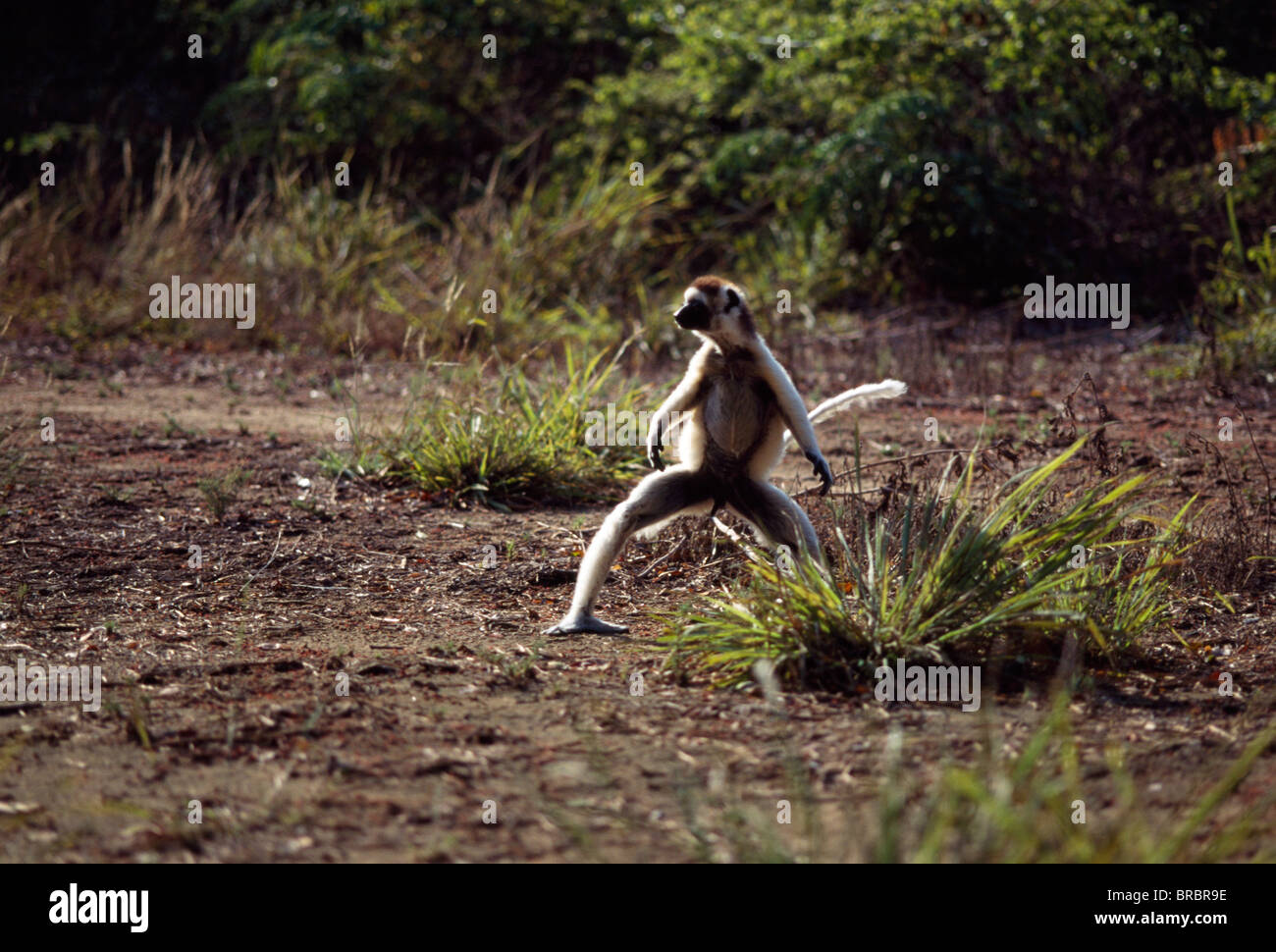 Verreaux's Sifaka (Propithecus verreauxi) macho saltando sobre el suelo, Reserva Berenty, sur de Madagascar Foto de stock