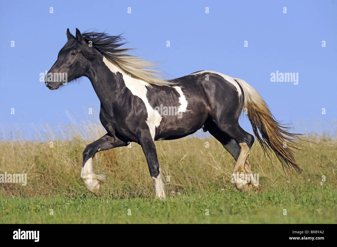 Gypsy Vanner caballo (Equus ferus caballus), semental joven al trote en una pradera. Foto de stock