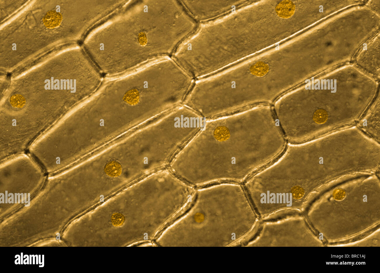 Micrografía de luz (LM) de las células de la piel de cebolla, aumento de x 600 Foto de stock