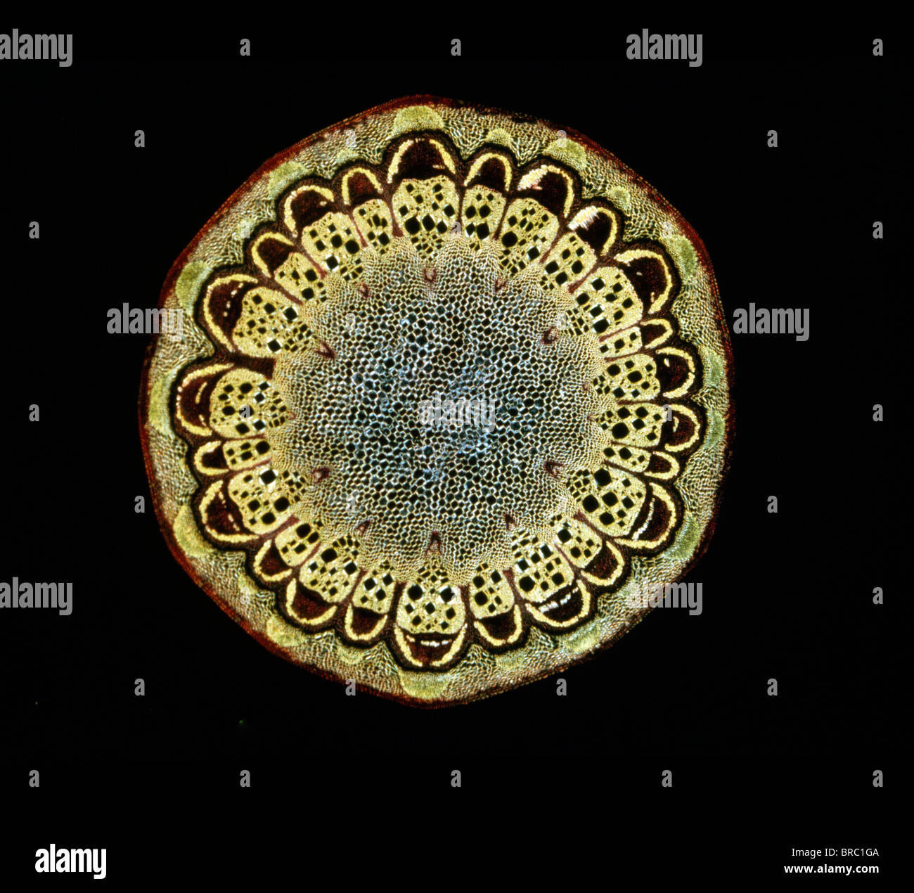 Micrografía de luz (LM) de una sección transversal de un tronco de fragante de la Virgen (Bower Clematis flammula) Tallo, aumento de x30 Foto de stock