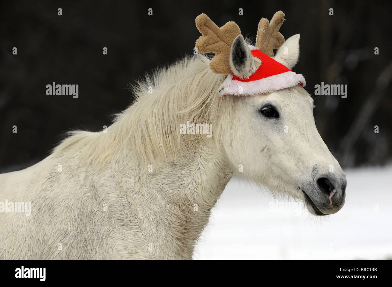 Caballo doméstico (Equus caballus ferus). Caballo gris sobre una pastura wearing reindeer cap. Foto de stock
