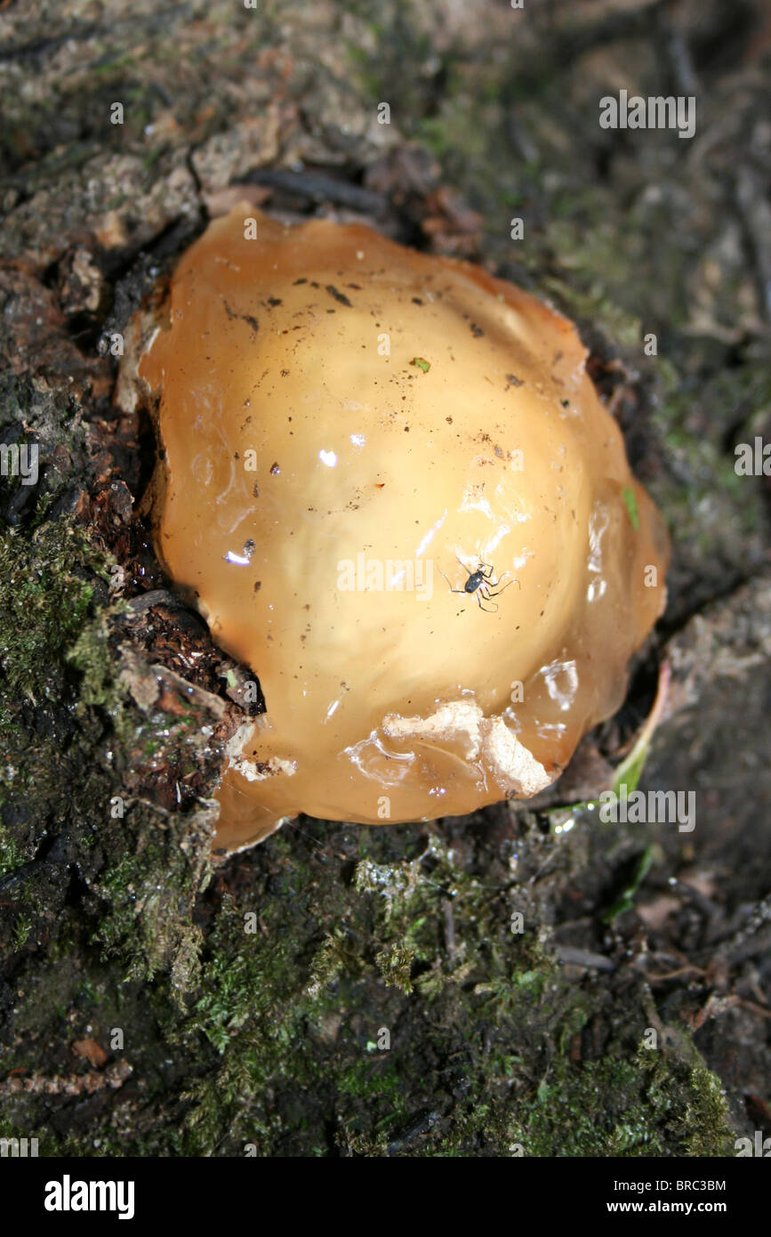 Slime Mold Enteridium lycoperdon tomadas en Dibbinsdale LNR, Wirral, REINO UNIDO Foto de stock