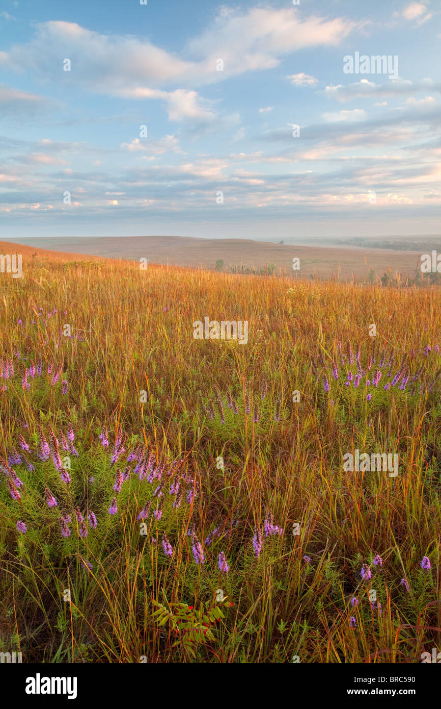 Puntos Estrella llameante (Liatris punctata) en tallgrass prairie, Tallgrass Prairie National Preserve, Kansas Foto de stock
