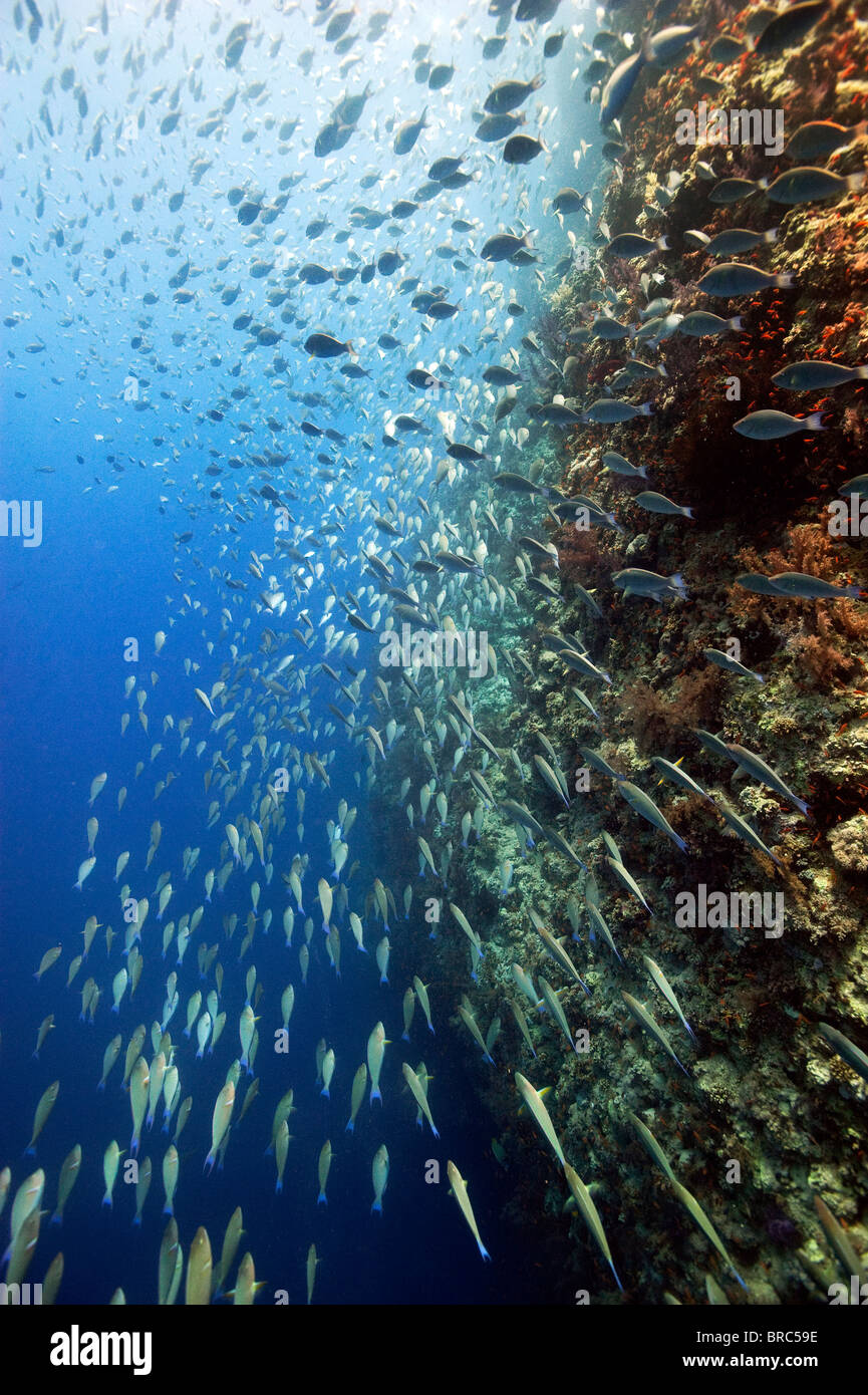 Miles de escolaridad el pez loro Shark Reef Ras Mohammed Mar Rojo Foto de stock