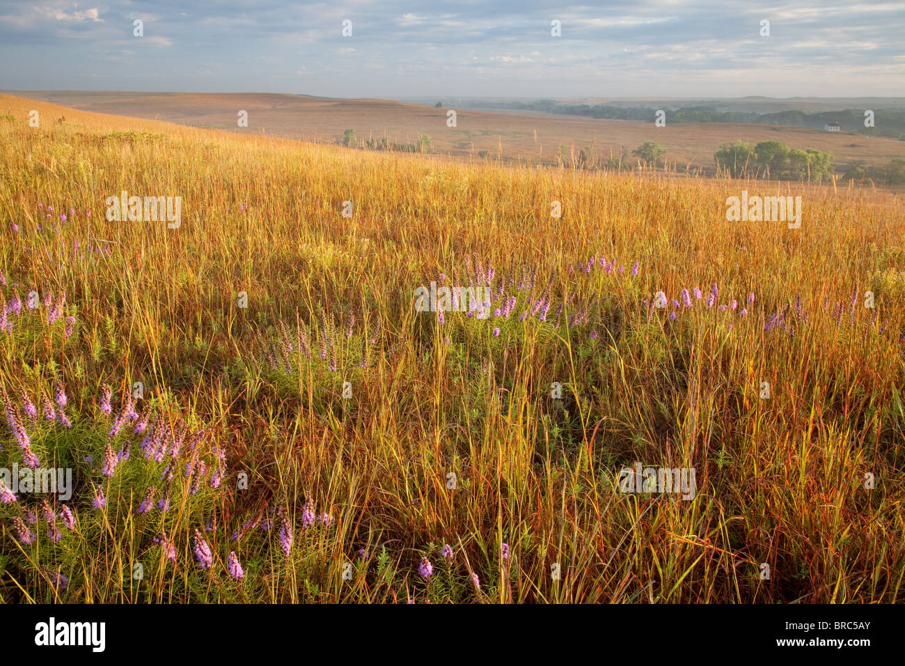 Puntos Estrella llameante (Liatris punctata) en tallgrass prairie, Tallgrass Prairie National Preserve, Kansas Foto de stock