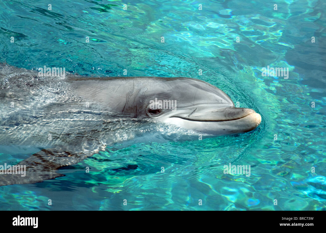 Un Delfín Bottlenoso Común, delfines, Tursiops truncatus, el Hotel Mirage, Las Vegas, Estados Unidos Foto de stock