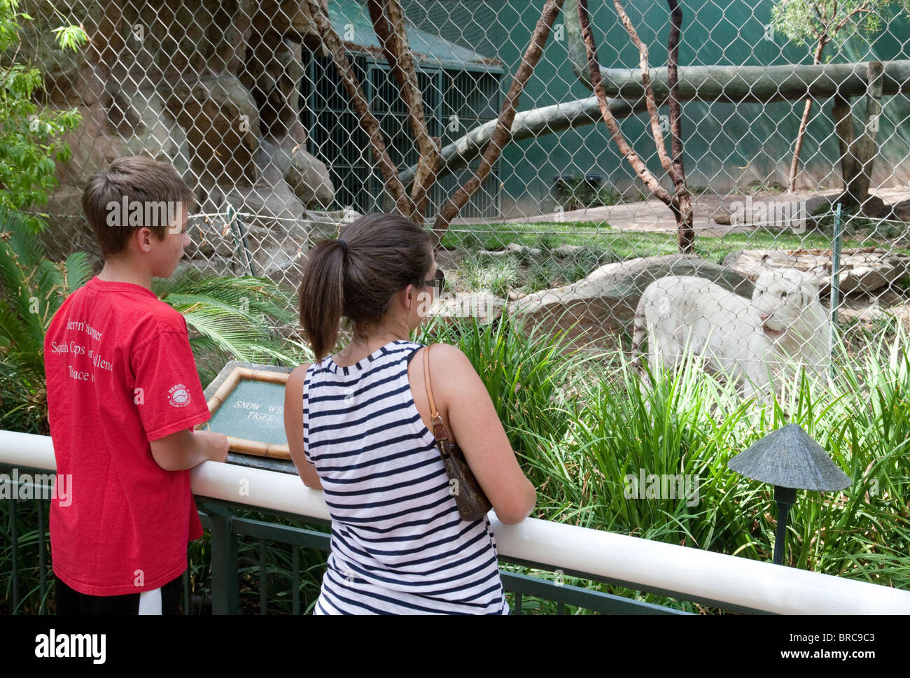Las personas mirando un tigre blanco, Siegfried & Roy's Secret Garden and Dolphin Habitat, el Hotel Mirage, Las Vegas, EE.UU. Foto de stock