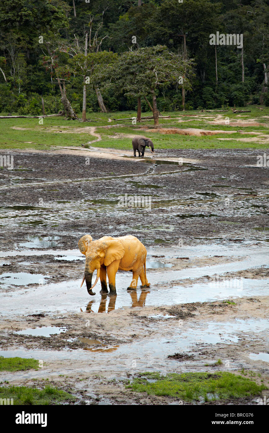 El elefante de bosque (Loxodonta cyclotis), Dzanga Bai, la Reserva Dzanga-Sangha, República Centroafricana Foto de stock