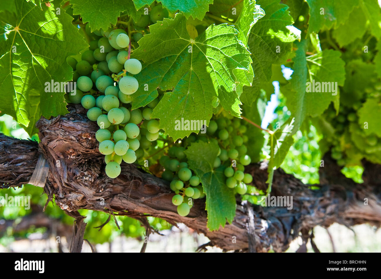 Uvas en un viñedo en Napa Valley, California, EE.UU. Foto de stock