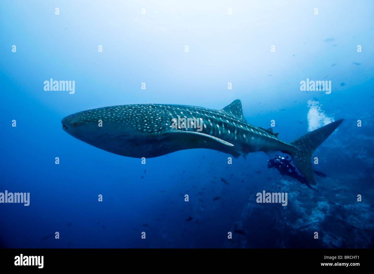 Tiburón ballena, Rhincodon typus, La Isla del Coco, Costa Rica, del Océano Pacífico Oriental Foto de stock