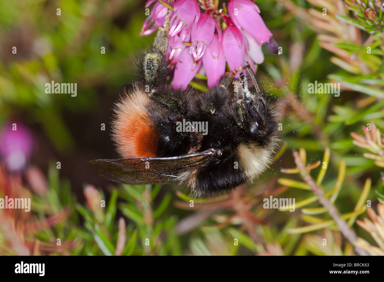 El arándano, abejorro Bombus monticola, nectaring a Irish Heath variedad en el jardín. Foto de stock