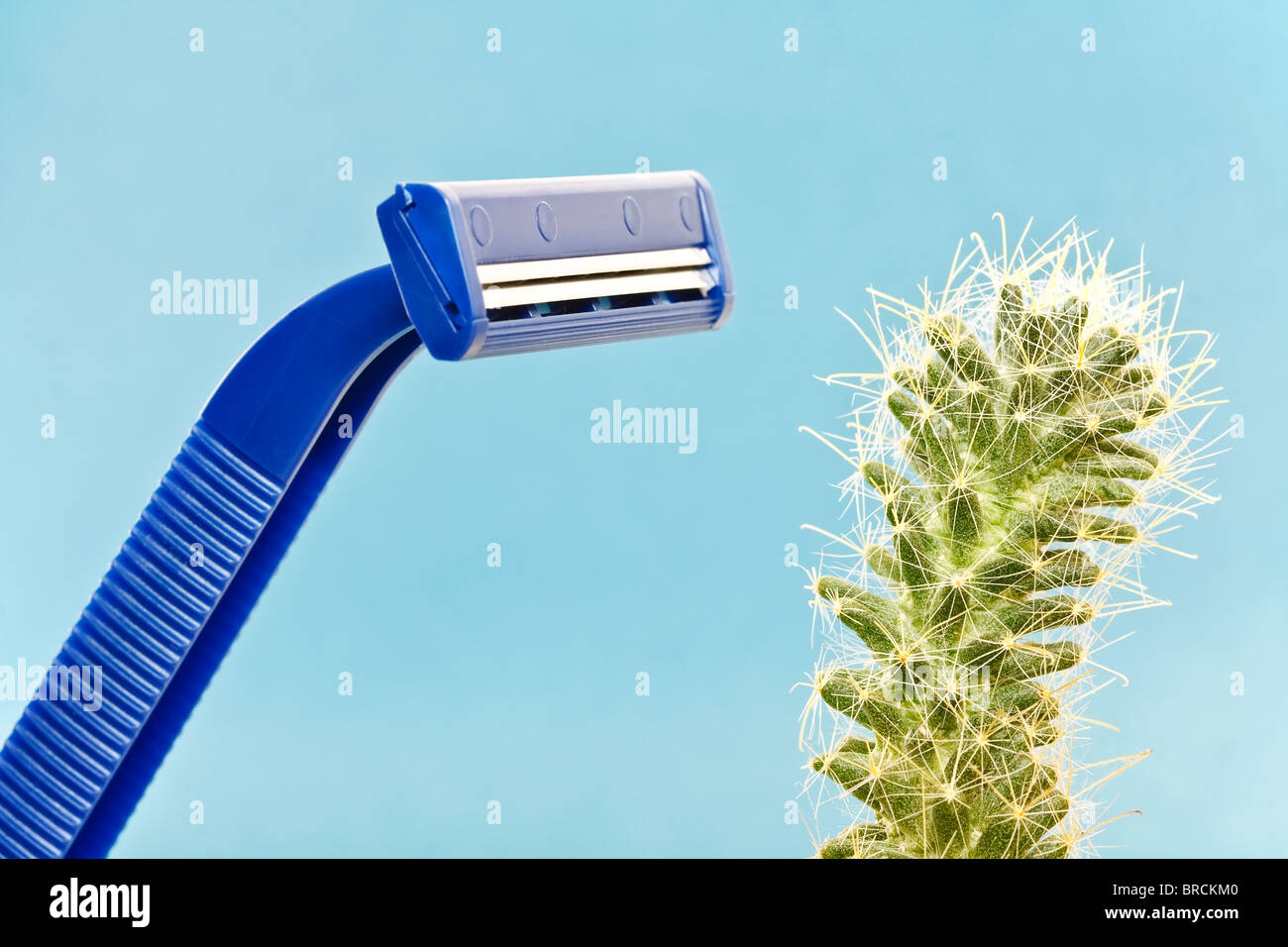 Afeita y seguridad azul verde cactus espinoso - Álbum de orientación. Foto de stock