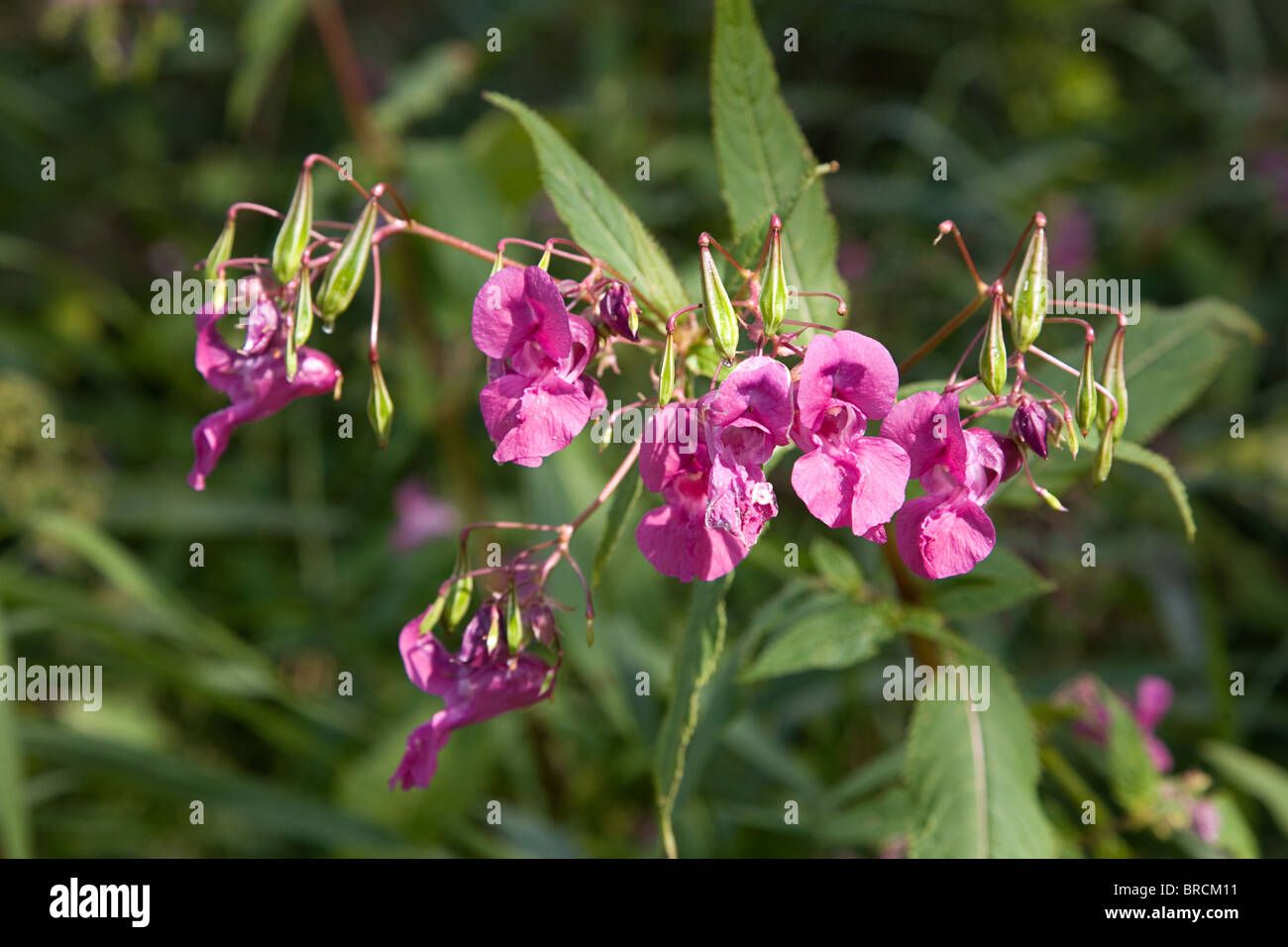 Violeta, flores y semillas de Himalaya de bálsamo (Impatiens glandulifera) Foto de stock