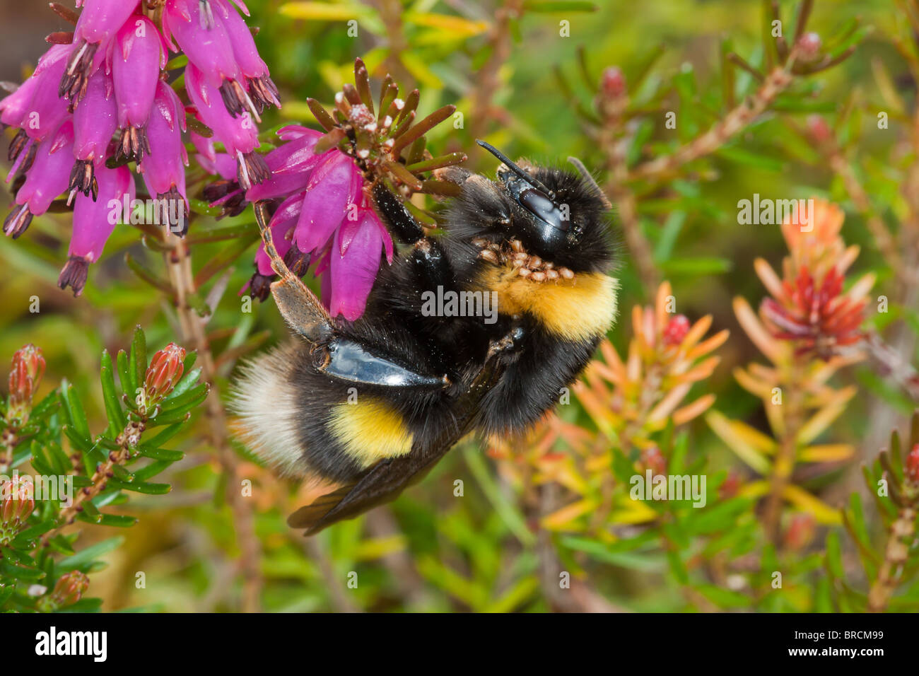 White-tailed Bumblebee, Bombus lucorum nectaring a Irish Heath variedad en el jardín. Foto de stock