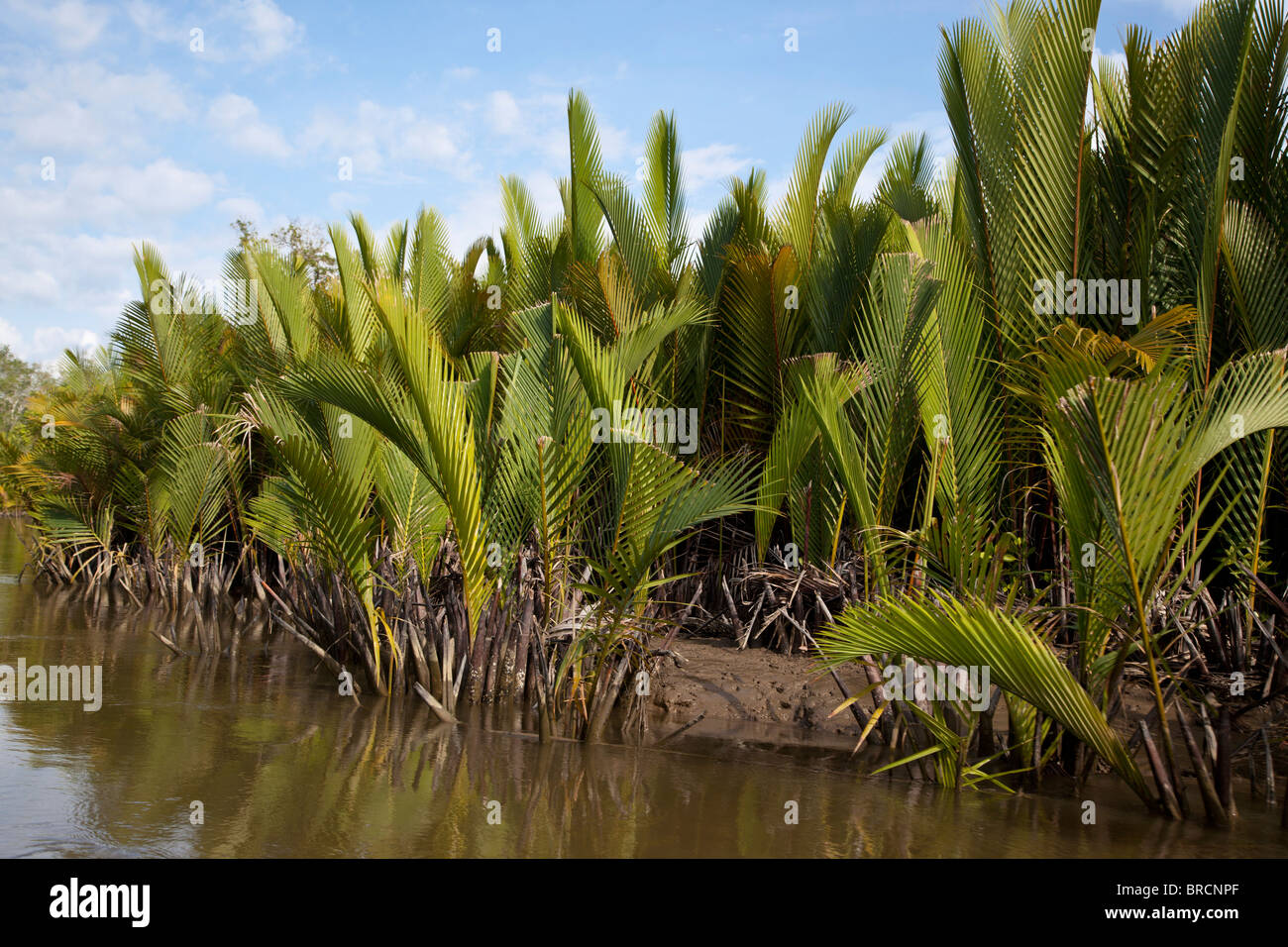 La NEPA Palm y los manglares a lo largo del estuario, Sabah, Borneo Foto de stock
