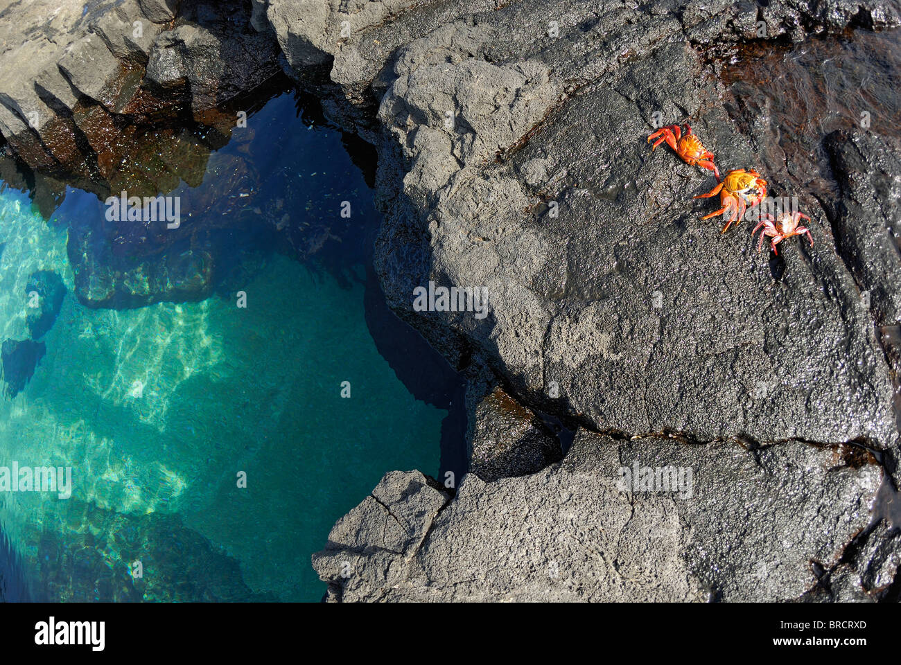 Piscina de aguas cristalinas y rocas volcánicas con cangrejos Sally Lightfoot (Grapsus grapsus) en Punta Vicente Roca, Islas Galápagos Foto de stock
