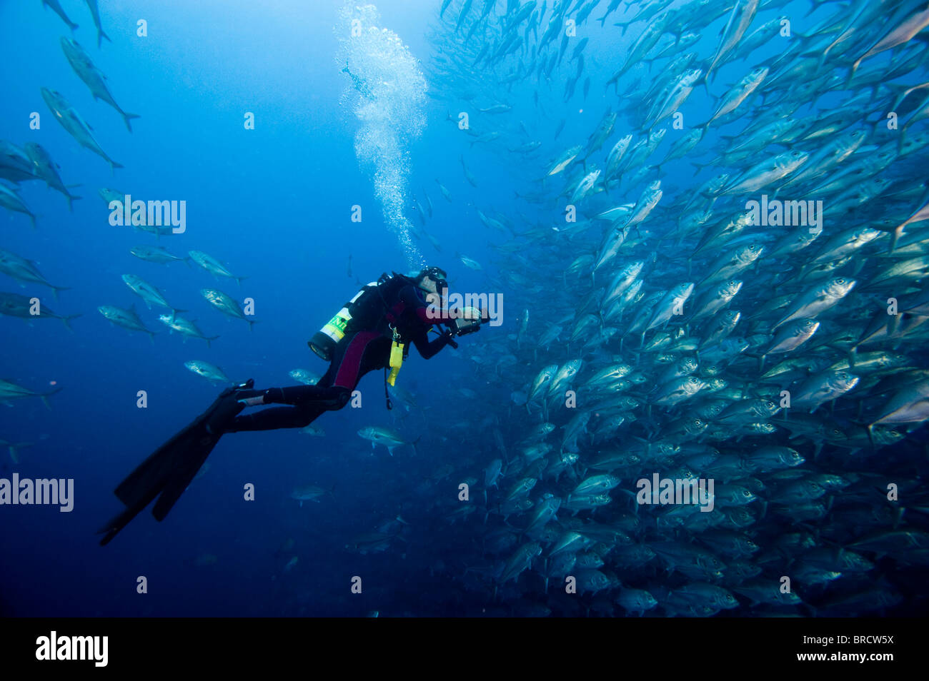 Escuela de patudo jackfish, Caranx sexfasciatus, La Isla del Coco, Costa Rica, del Océano Pacífico Oriental Foto de stock