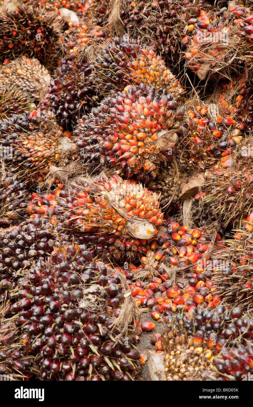 Recién cosechados, tuercas, aceite de palma Elaeis guineensis, Sabah, Borneo Foto de stock