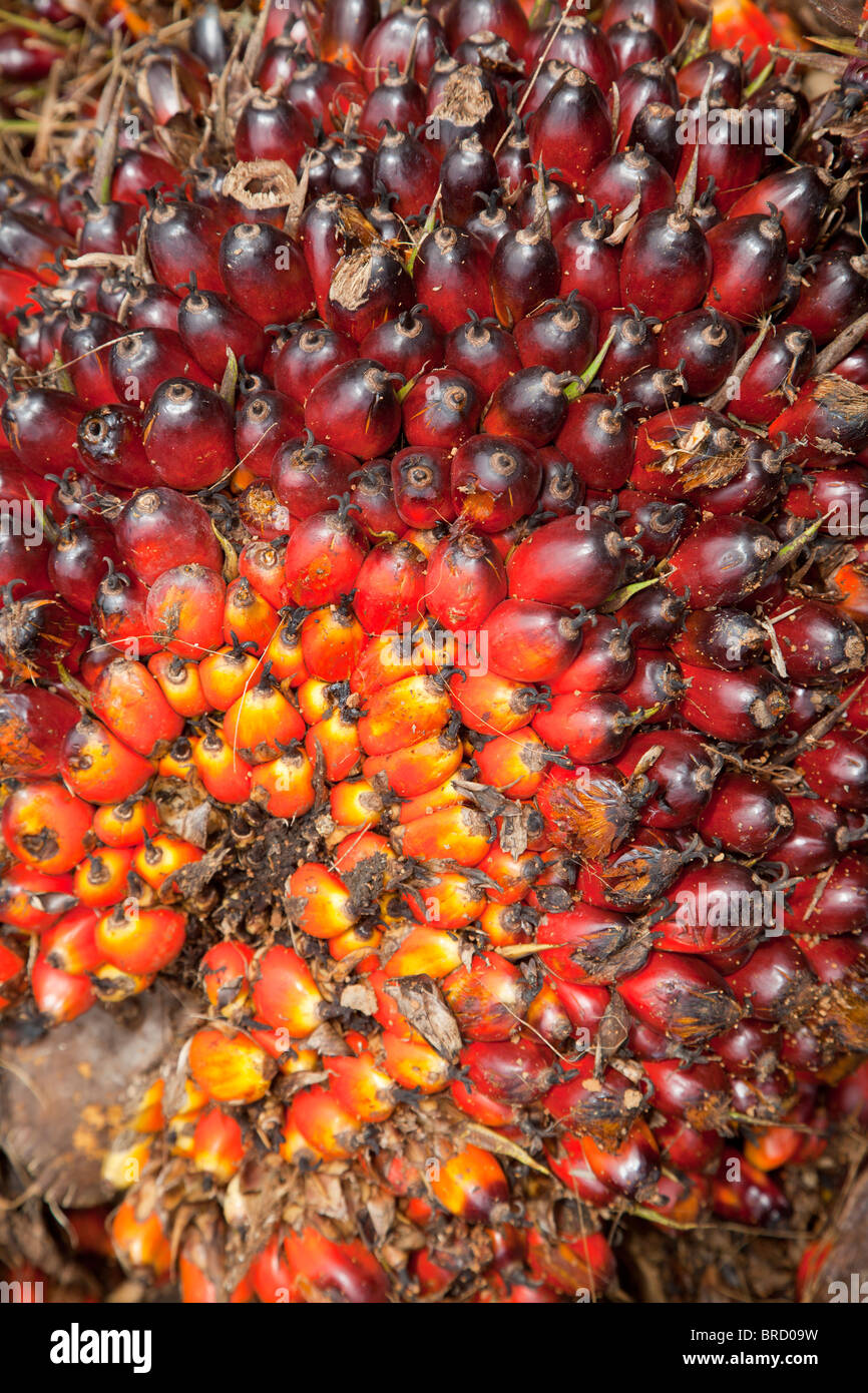 Recién cosechados, tuercas, aceite de palma Elaeis guineensis, Sabah, Borneo Foto de stock