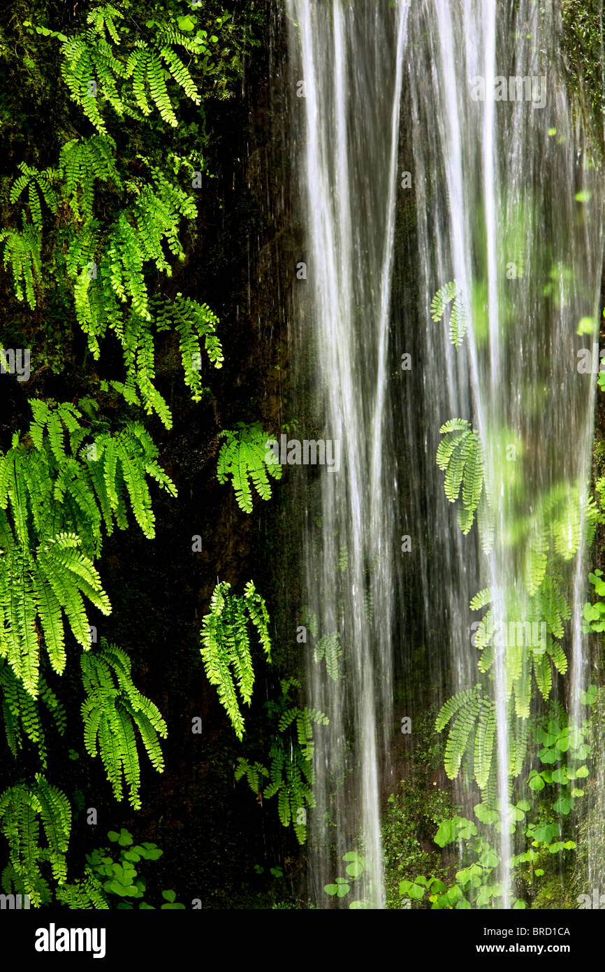 Cascada de temporada en Tanner Creek con helechos. Columbia River Gorge National Scenic Area, Oregón Foto de stock