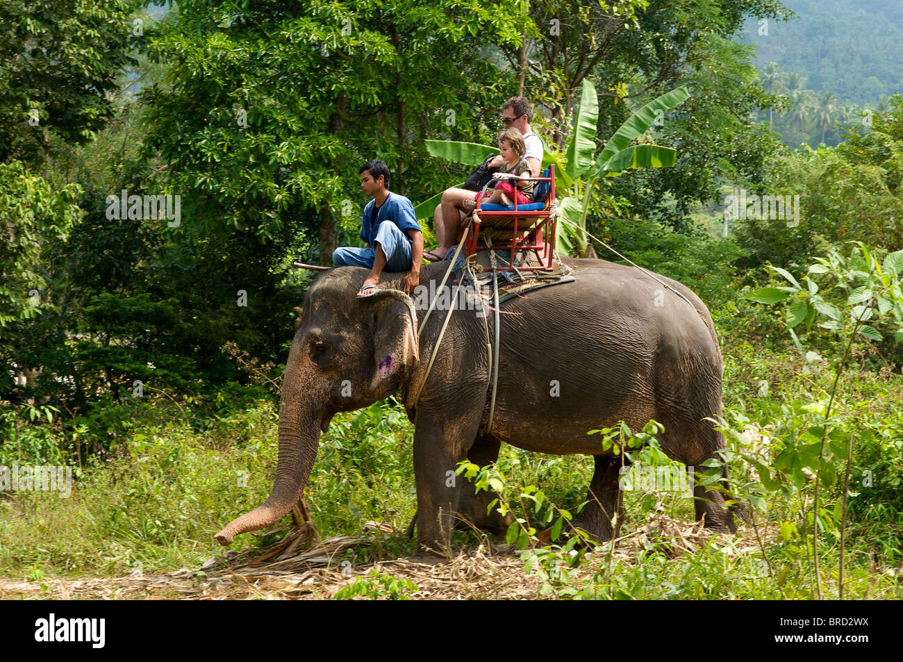 Montar a caballo del elefante, la isla de Ko Samui, Tailandia Foto de stock