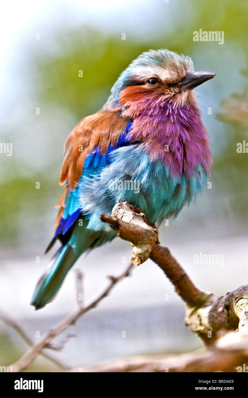 Rodillo Lilac-Breasted Foto de stock