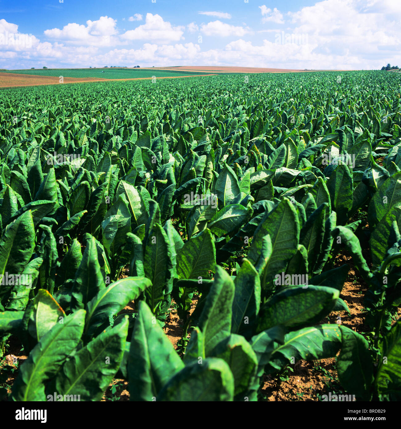 Plantación de tabaco de Virginia, Alsacia, Francia, Europa Foto de stock