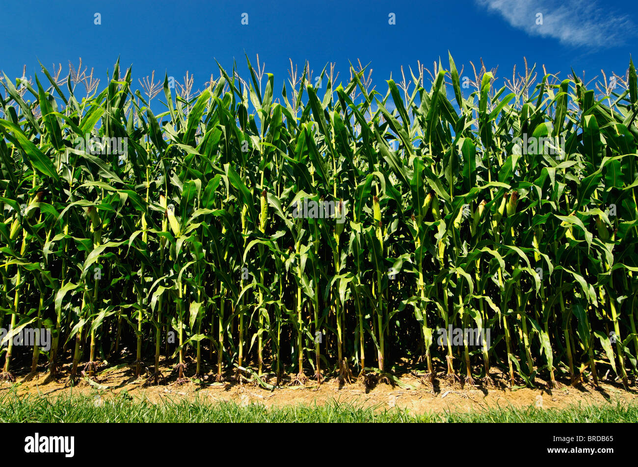 En el campo de maíz en Starlight, Indiana Foto de stock