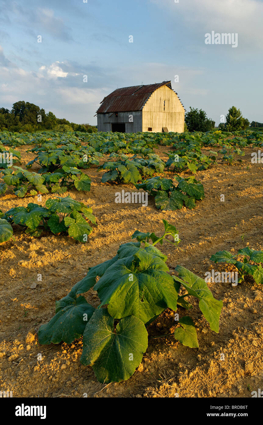 Pumpkin plantas que crecen en la granja en Starlight, Indiana Foto de stock