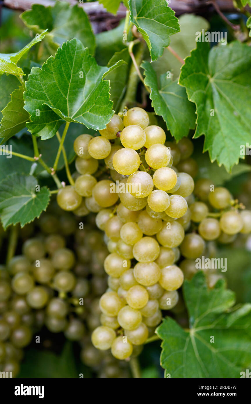 Uvas blancas crecen en viña en Starlight, Indiana Foto de stock