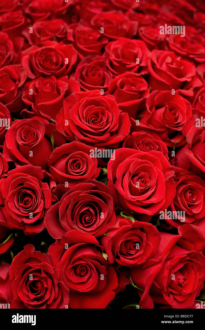 foro Viaje comprender Muchas rosas rojas shot en superficial DOF Fotografía de stock - Alamy