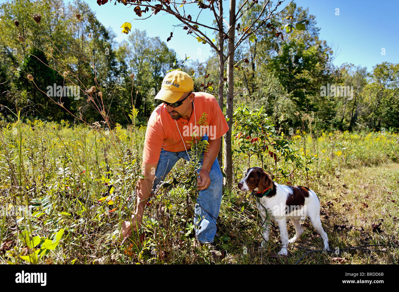 Adiestrador de Perros trabajando con Brittany en Harrison County, Indiana Foto de stock