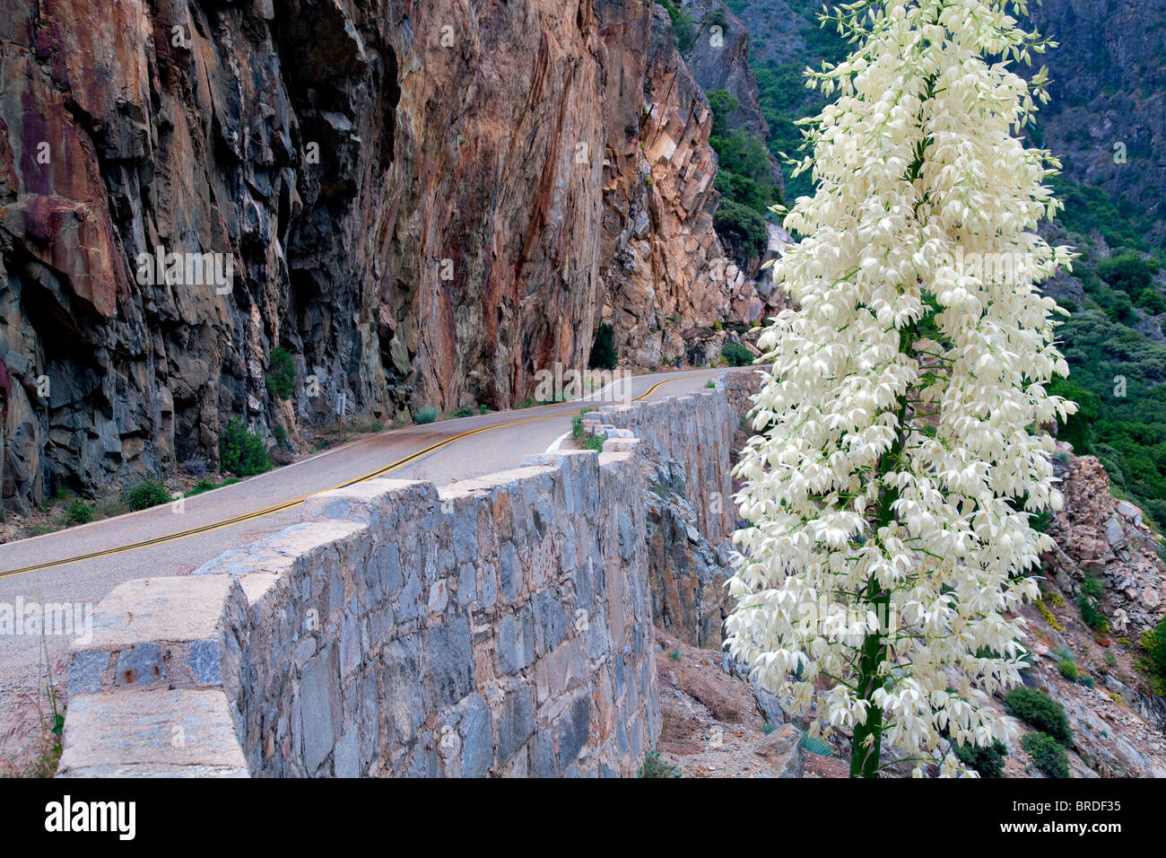 Yuca - flor del viejo señor Vela (Yuca whipplei) con desviación escénica Kings Canyon Road. El Parque Nacional Kings Canyon, California Foto de stock