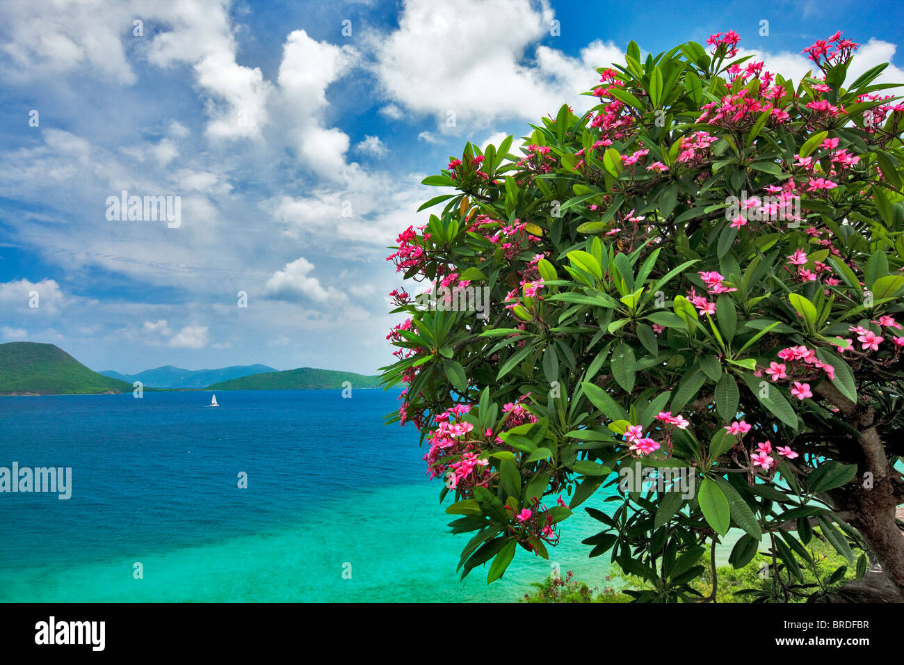 Plumeria en flor y velero pequeña isla frente a San Juan. Islas Vírgenes de los Estados Unidos. Parque Nacional de las Islas Vírgenes. Foto de stock