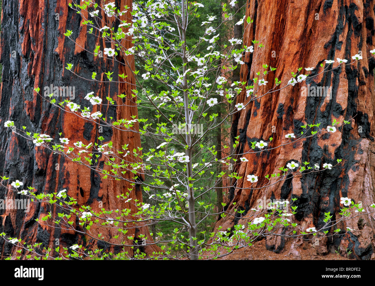 Pacific Cornejo (Cornus nuttallii) y la secoya gigante (Sequoiadendron giganteum). Sequoia National Park, California Foto de stock