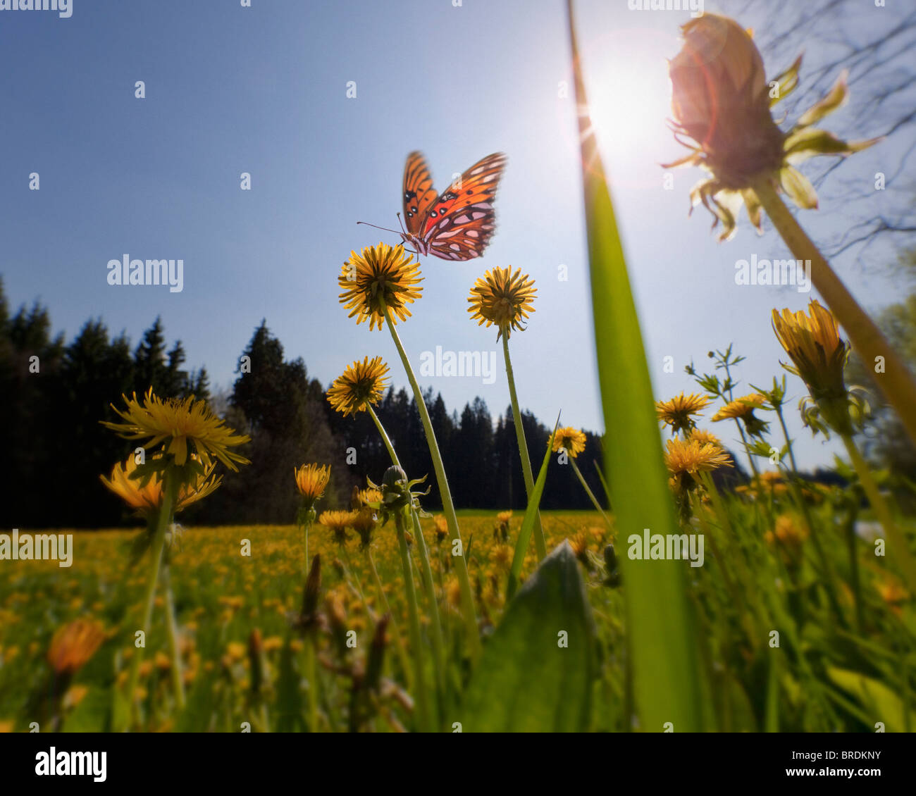 Concepto medioambiental: Spring Meadow (Alemania/Baviera) Foto de stock