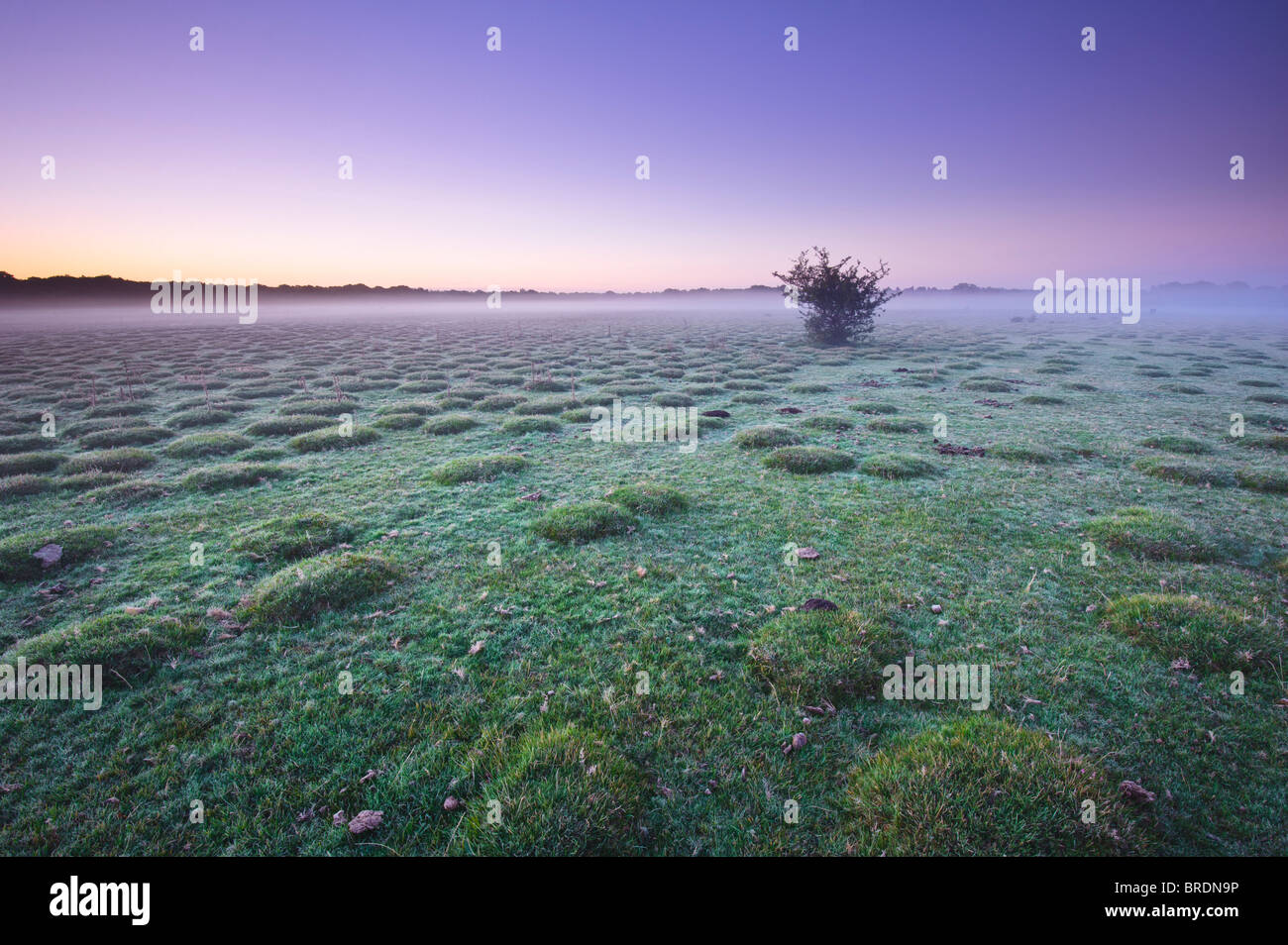 Misty amanecer a Balmer Lawn cerca de Brockenhurst, New Forest, Hampshire, Inglaterra, Reino Unido. Foto de stock