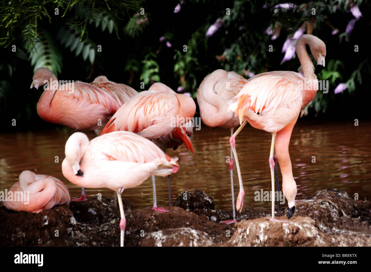 Flamingos Foto de stock