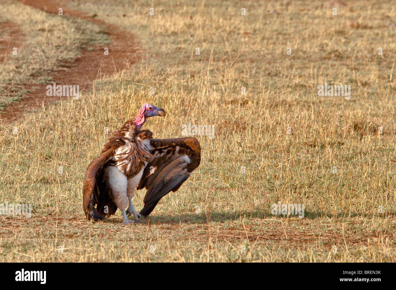 Buitre en peligro de extinción, Torgos tracheliotus, Reserva Nacional Masai Mara, Kenia, África Foto de stock