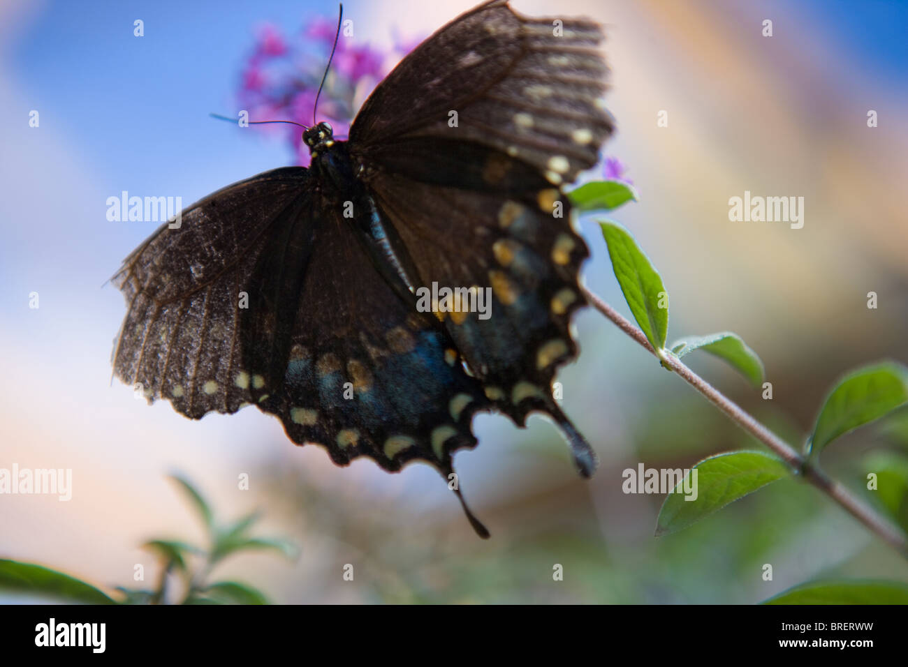 Mariposa Negra flotando sobre un arbusto mariposa púrpura, con fondo azul. Foto de stock