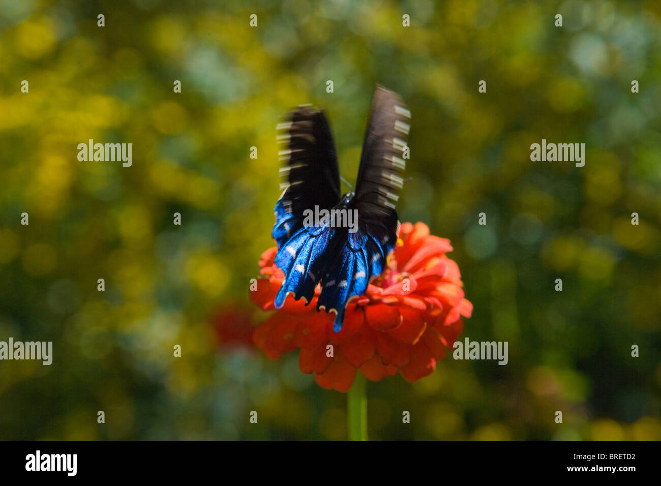 Raya de color azul metalizado brillante mariposa negra, aterrizando en una zinnia flor, impresionantes de color, Flash motion Foto de stock